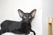 Ориентальные котята черного окраса