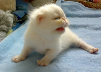 Продам, предлагаю - частное лицо: Кошки, котята. 03-06-2010 18:52.