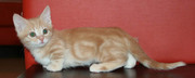 Котёнок карликовой породы МАНЧКИН